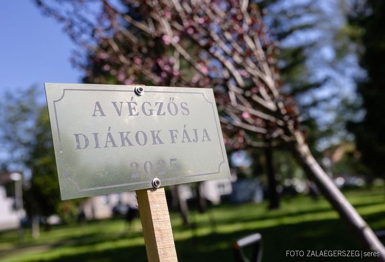 Végzősök fája