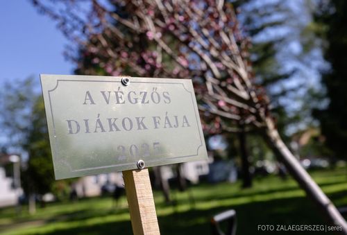 Végzősök fája