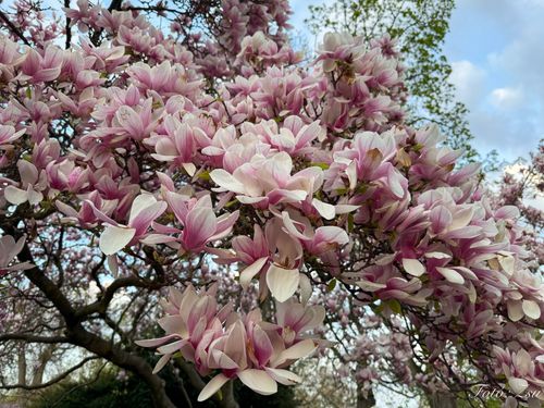 szechenyidiakok_kiranduls_tavasziszunetelsonap_2026 (2).jpg